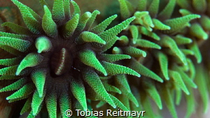 Green Cup corals, Fantasea Reef, Puerto Galera by Tobias Reitmayr 